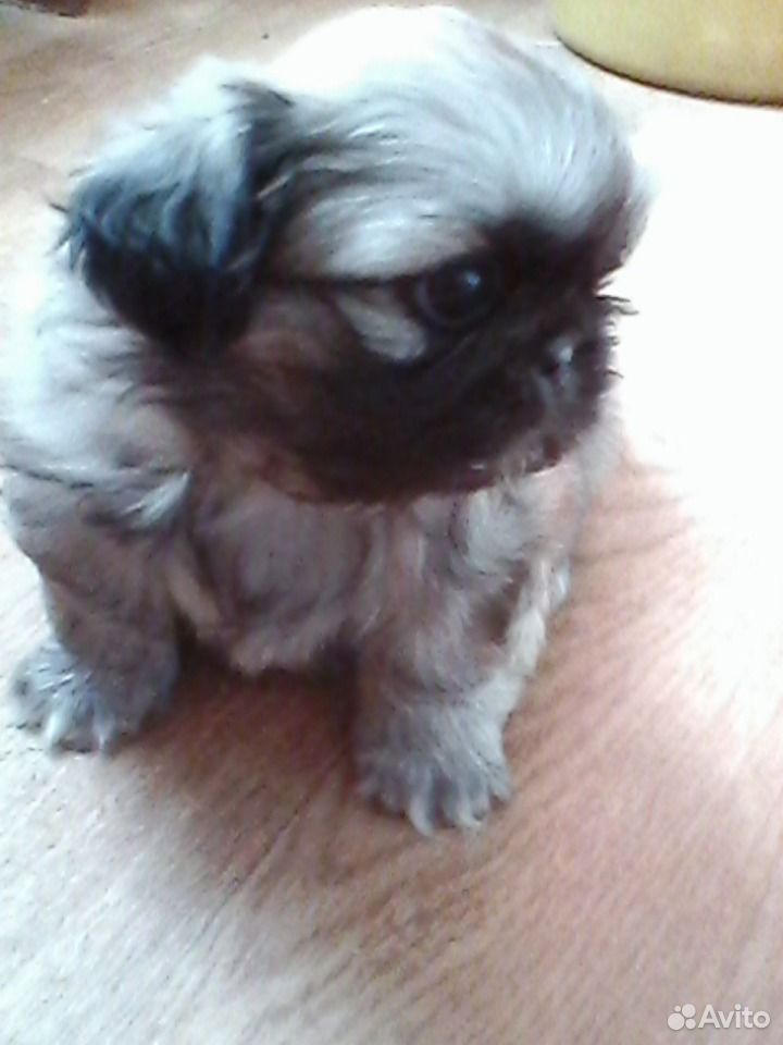 авито пятигорск животные