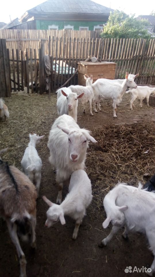 Продам коз, козлят,козочки дойные купить на Зозу.ру - фотография № 2