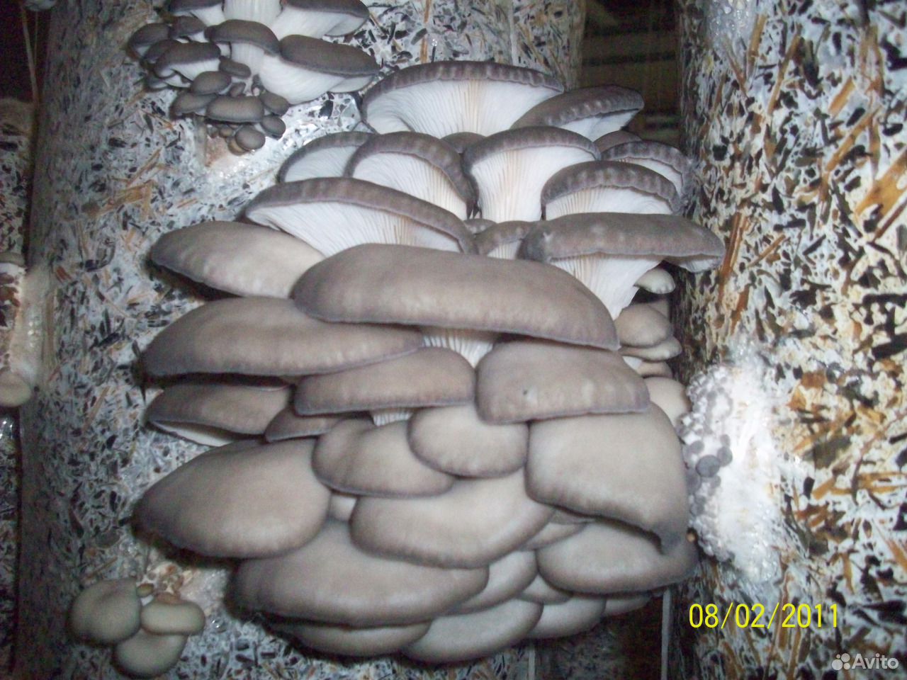 стеллажи для выращивания грибов