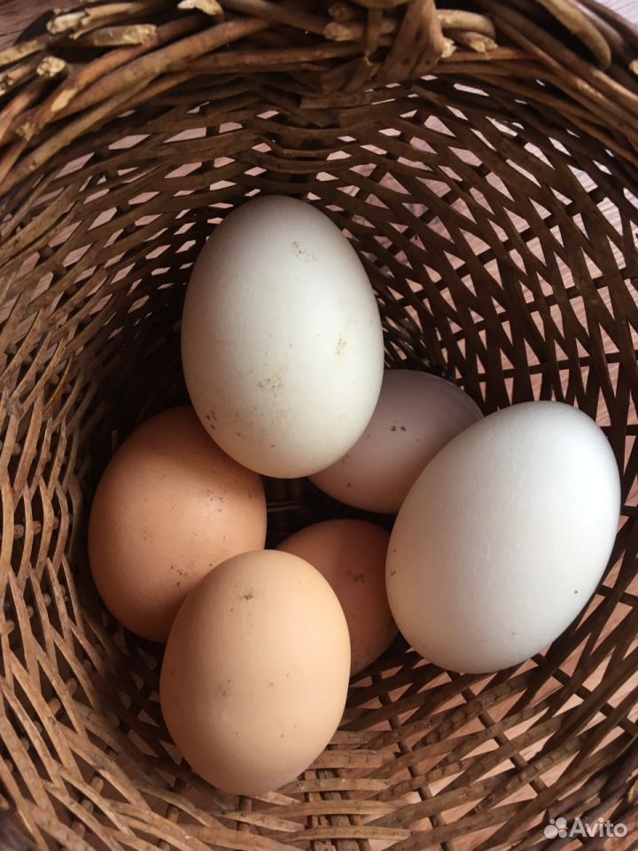 Куплю яйцо астрахань. Авито яйца. Продам яйцо куриное домашнее. Авито яйцо Белифельдер Москва.