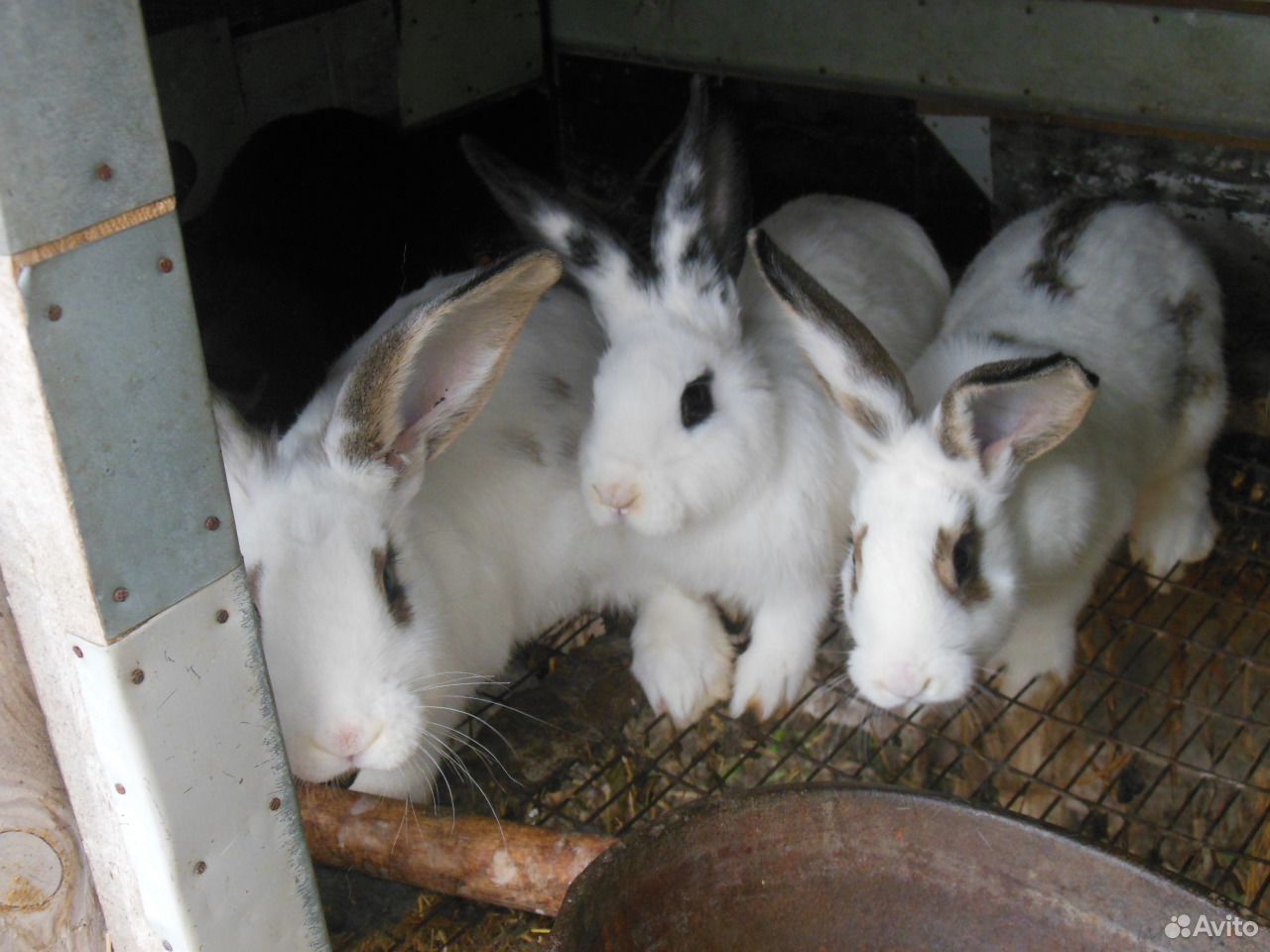 Кролики 3 месяца купить на Зозу.ру - фотография № 2