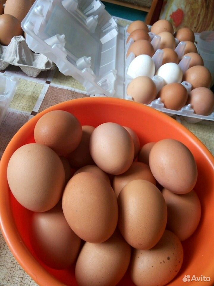 Яйца купить рязань. Яйцо куриное. Домашние яйца. Домашние куриные яйца. Куринныеяица домашние.