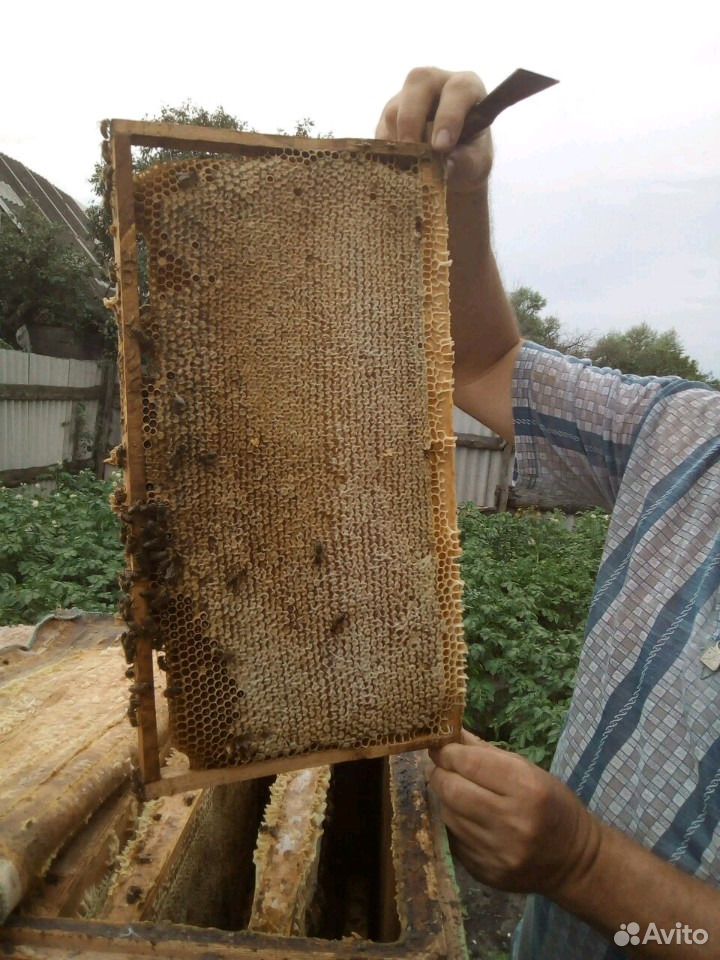 Мёд натуральный из Воронежской области урожай 2020 купить на Зозу.ру - фотография № 3