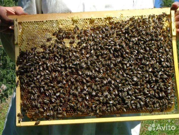 Пчелосемьи, рои, пчелопакеты купить на Зозу.ру - фотография № 4