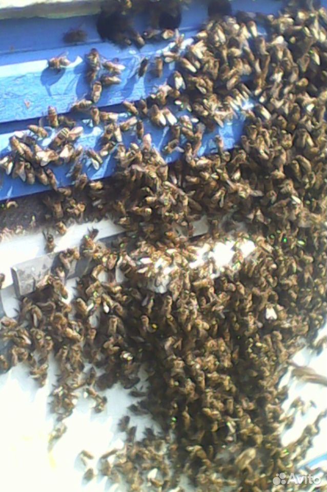 Пчела купить на Зозу.ру - фотография № 1