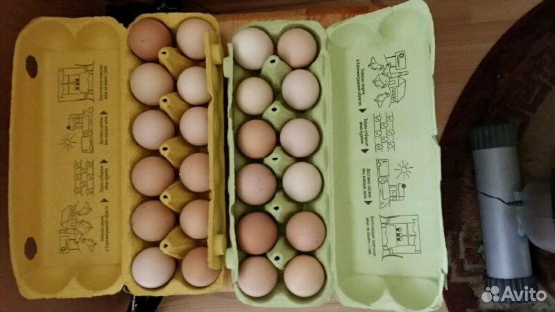 Инкубационое куриное домашние яйцо купить на Зозу.ру - фотография № 1