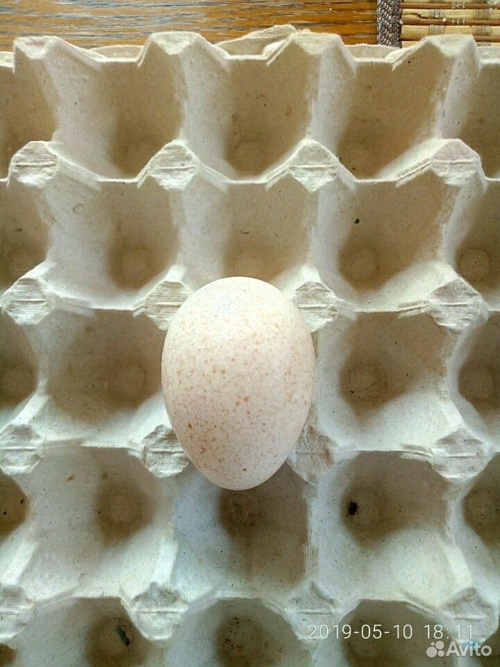 Яйцо инкубационное индюши купить на Зозу.ру - фотография № 1
