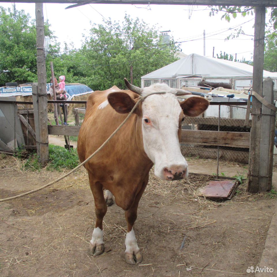 Короваи и телка купить на Зозу.ру - фотография № 3