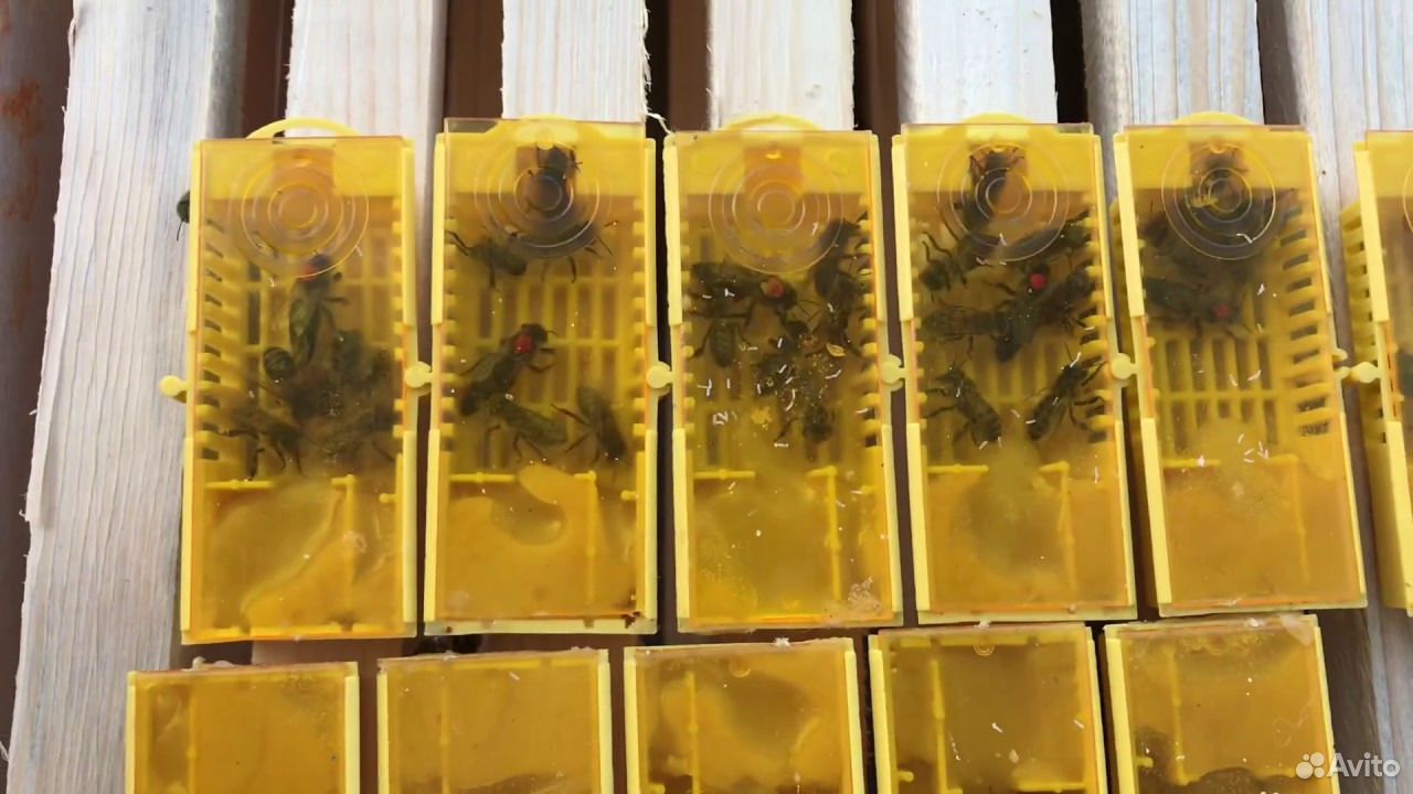 Продам маточники,плодные матки 2020 года.(пчелы) купить на Зозу.ру - фотография № 3