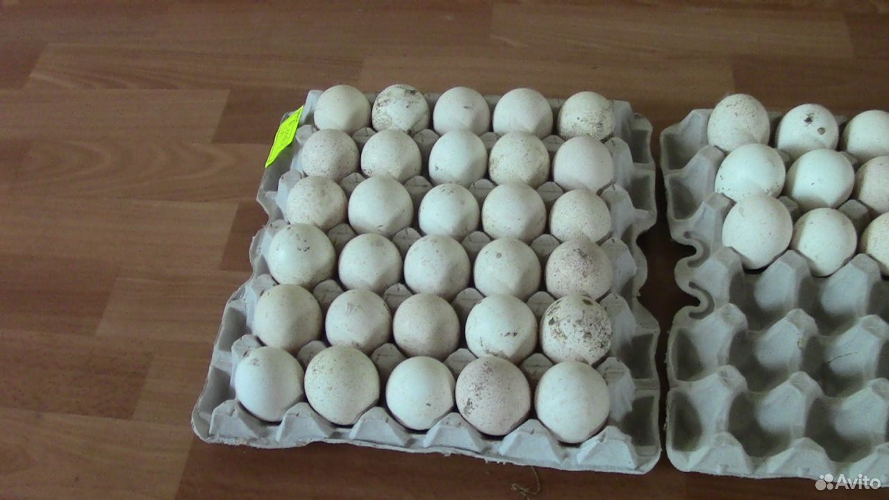 Индюшиное яйцо купить на Зозу.ру - фотография № 1