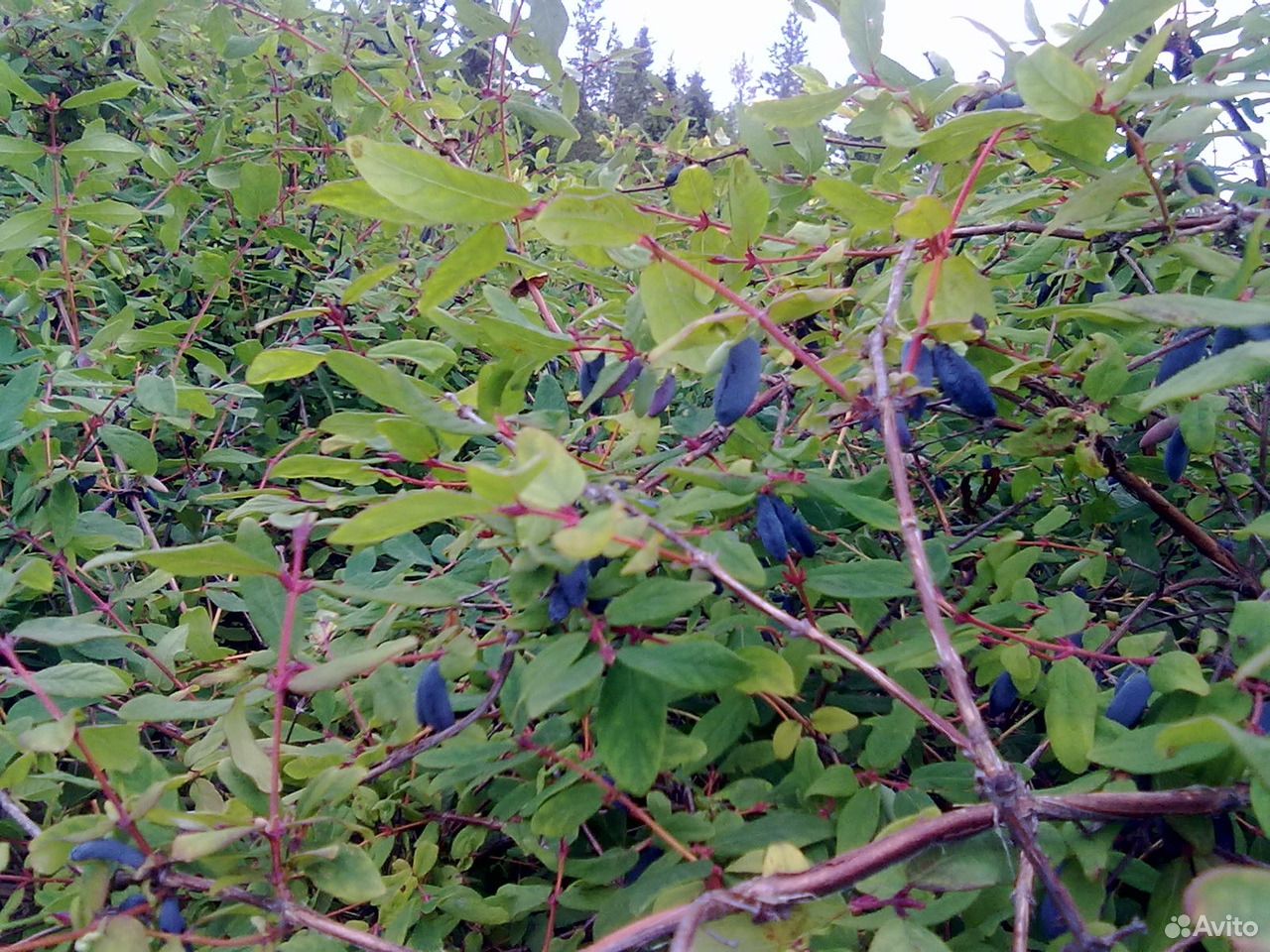 Жимолость голубое веретено отзывы фото