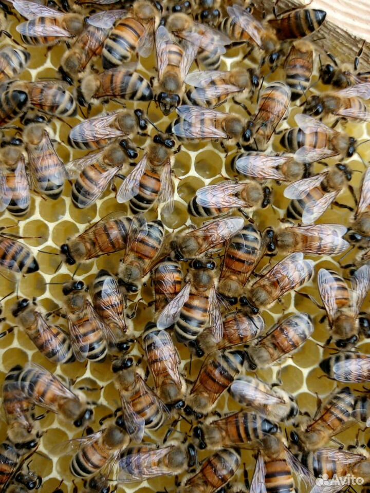 Пчеломатки Бакфаст купить на Зозу.ру - фотография № 2