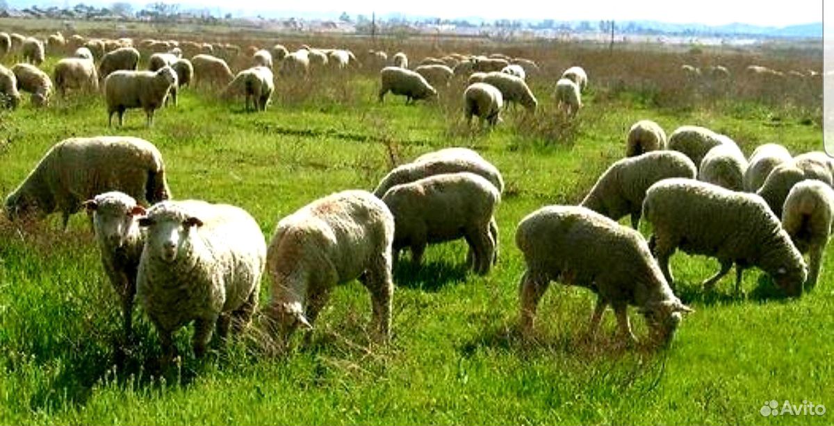 Овцы бараны на Курбан Байрам купить на Зозу.ру - фотография № 4