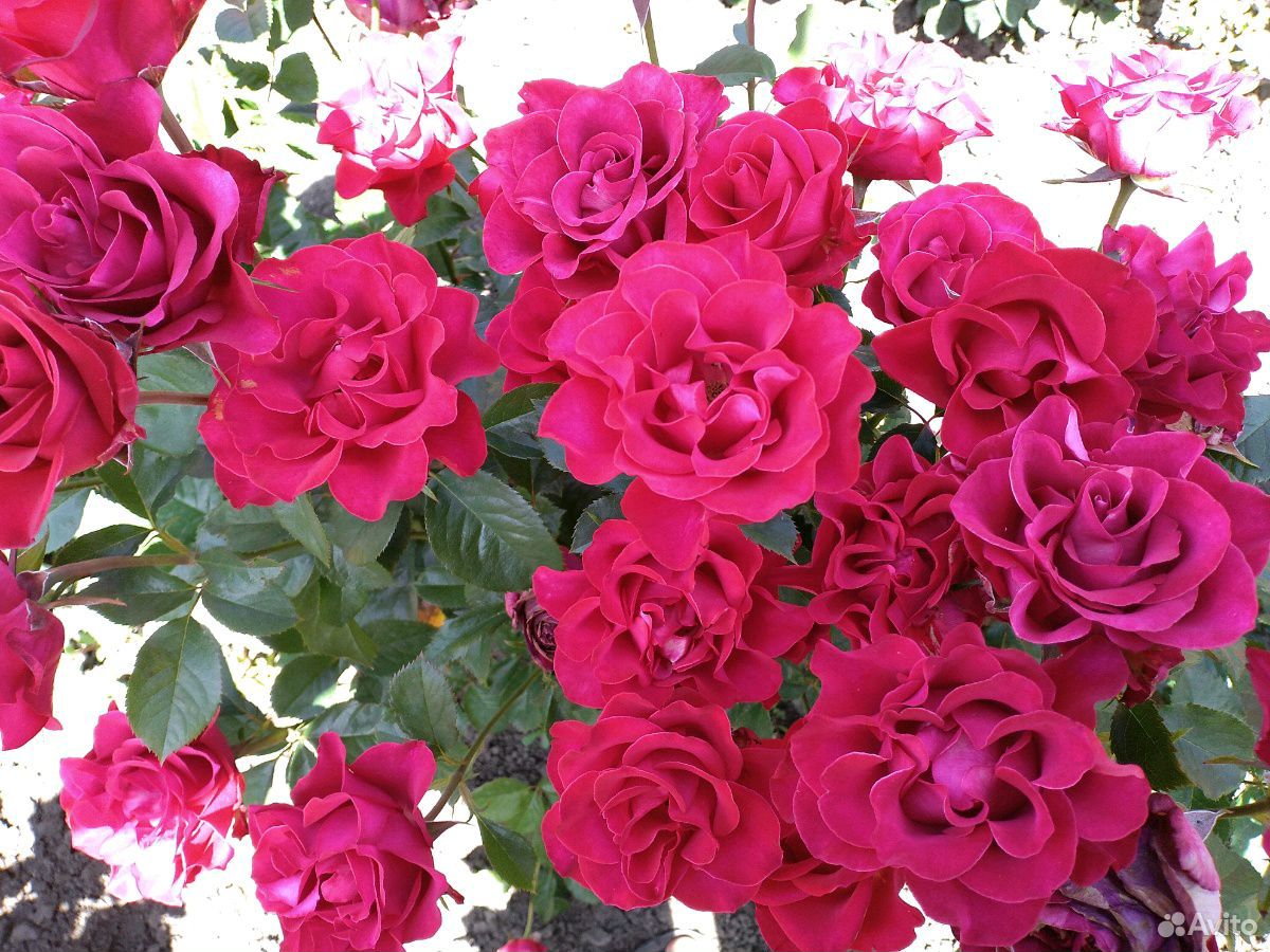 Авито саженцы роз краснодарский край. Продаются розы. Чирчик продажа роз. Купить розу Краснодарский край принцесс of Уэльс.