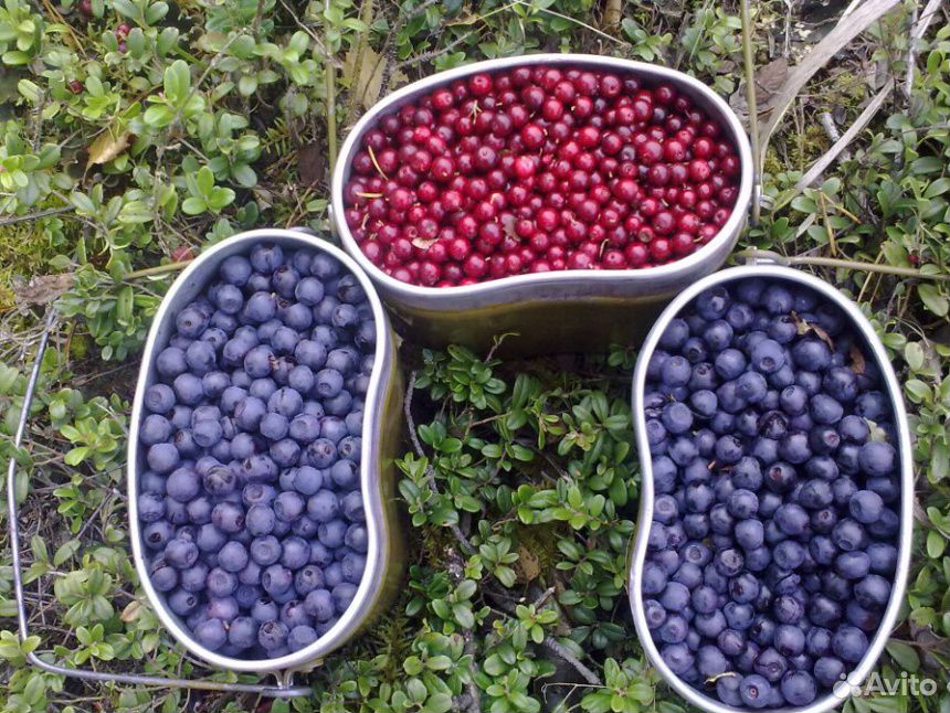 Лесные ягоды купить на Зозу.ру - фотография № 1