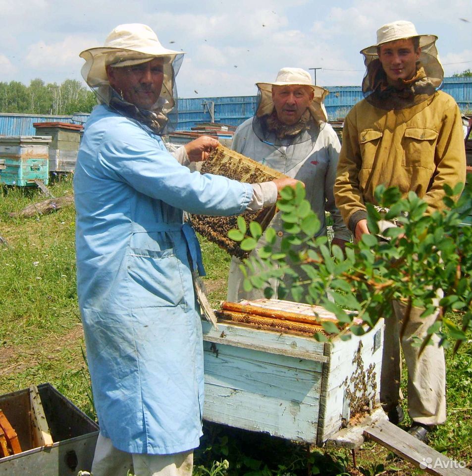 Продам цветочный мёд с личной пасеки купить на Зозу.ру - фотография № 3