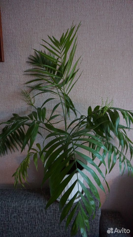 Шикарная пальма,доставка купить на Зозу.ру - фотография № 2