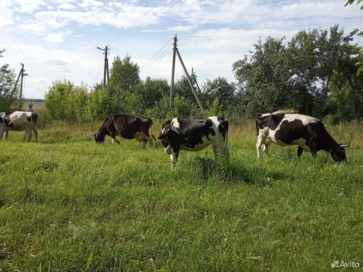 Дойные коровы,нетели,телята на мясо купить на Зозу.ру - фотография № 4