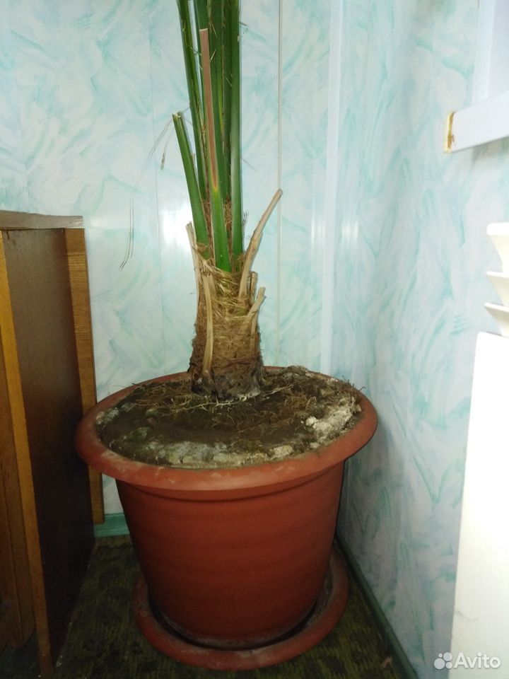 Финиковая пальма купить на Зозу.ру - фотография № 6