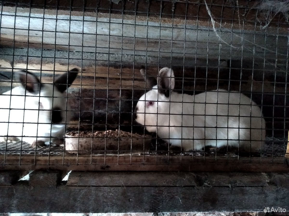 Калифорнийские кролики купить на Зозу.ру - фотография № 7