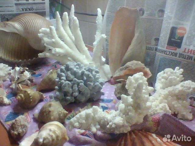 Кораллы и ракушки для аквариума купить на Зозу.ру - фотография № 3
