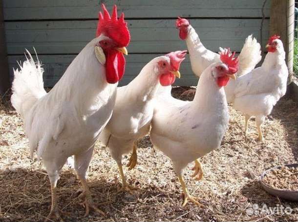 Яйцо инкубационные Леггорн несушек цыплята купить на Зозу.ру - фотография № 6