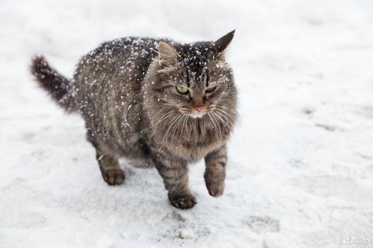 Кошечка минус. Кошечка Мурочка. Кошка Мурочка.