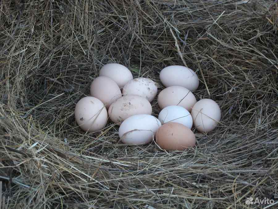 Яйцо домашнее куриное купить на Зозу.ру - фотография № 1