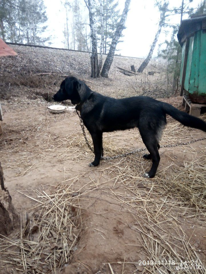 Собака для охраны частного дома купить на Зозу.ру - фотография № 3