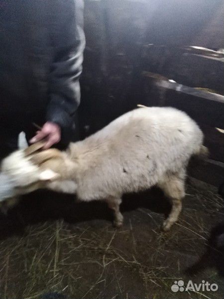 Овцы и коза купить на Зозу.ру - фотография № 1