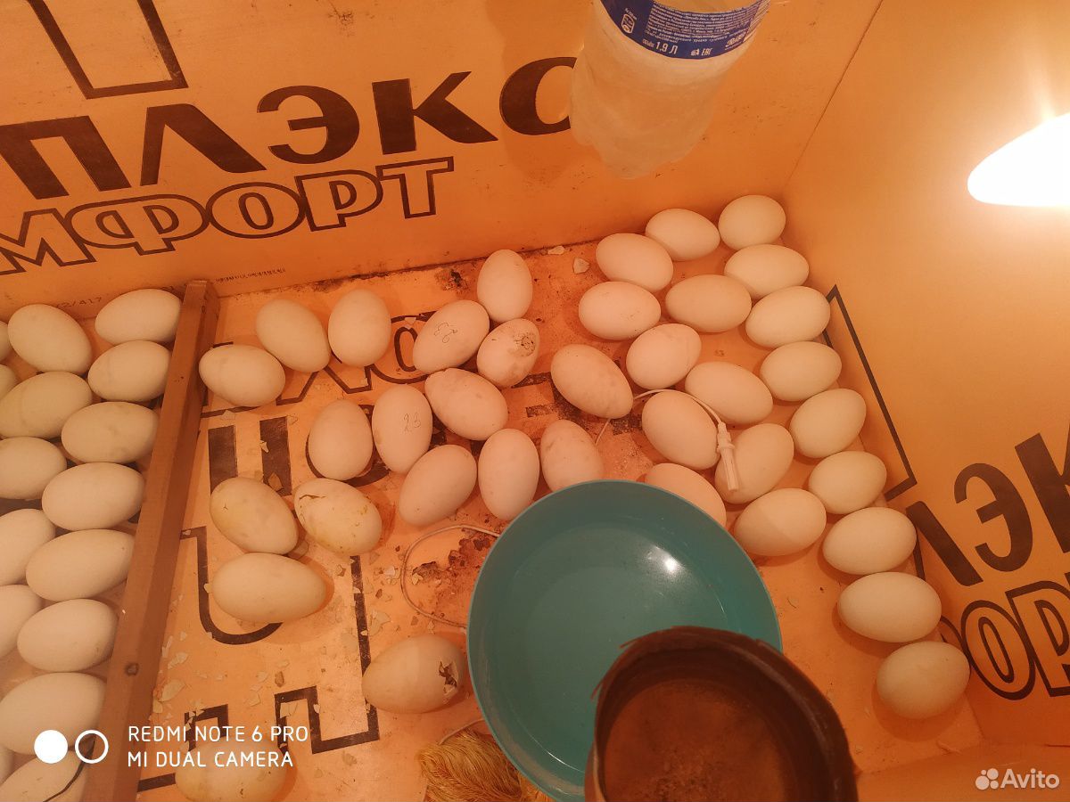 Яйца холмогорские купить на Зозу.ру - фотография № 6