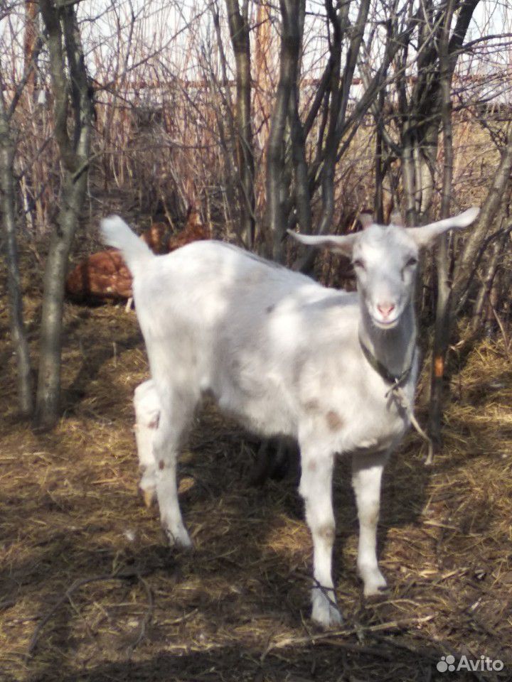 Нубийская коза купить на Зозу.ру - фотография № 1