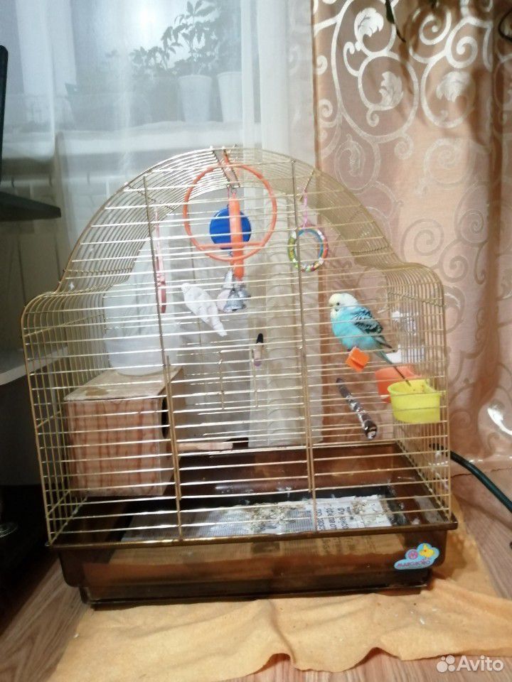 Продаю с клеткой самку попугая купить на Зозу.ру - фотография № 2