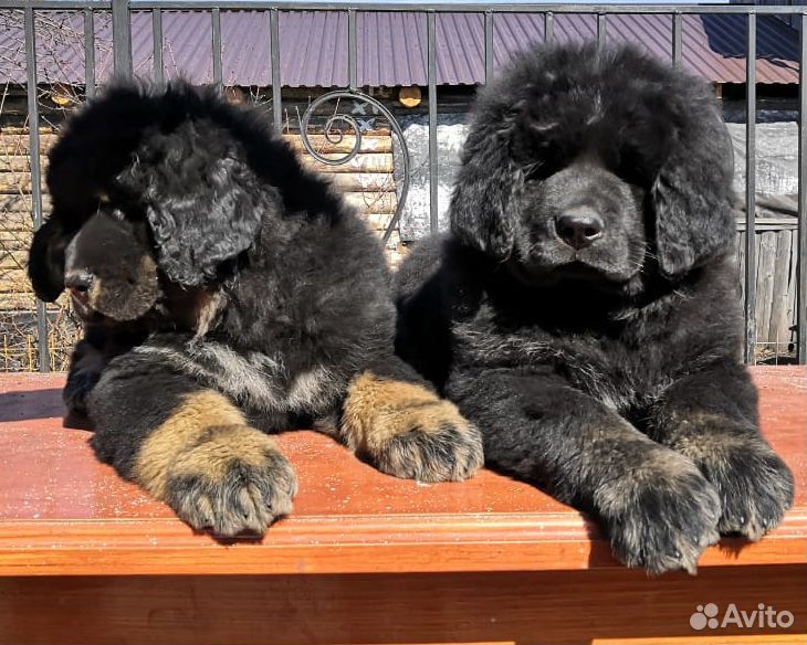 Продам щенков тибетского мастифа купить на Зозу.ру - фотография № 6