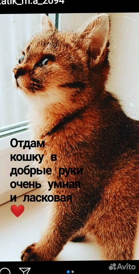 Кошка зовут Фея купить на Зозу.ру - фотография № 1