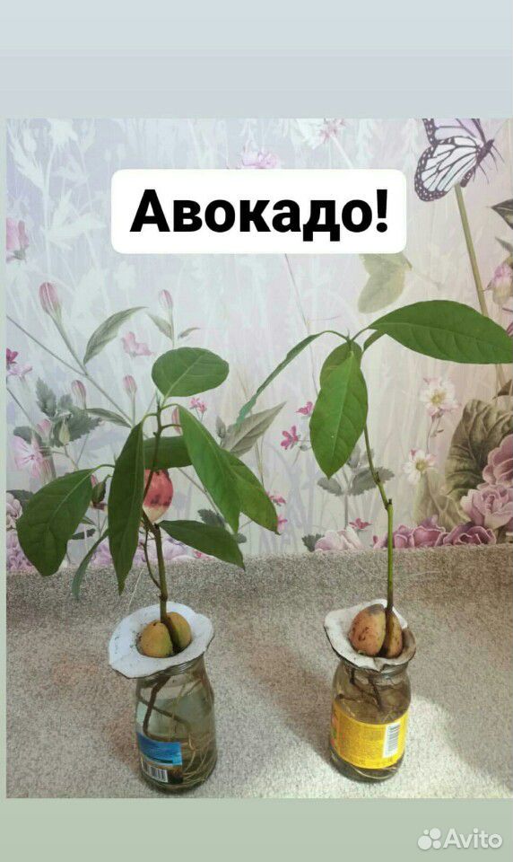 Молочай, юкка, авакадо, кактусы купить на Зозу.ру - фотография № 4