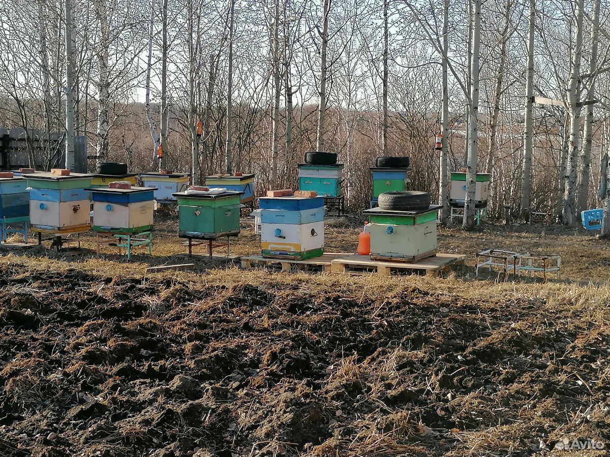 Средне- русские пчелы купить на Зозу.ру - фотография № 3