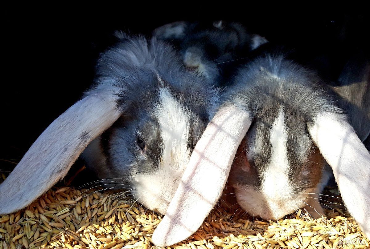 Французский баран крольчата купить на Зозу.ру - фотография № 2
