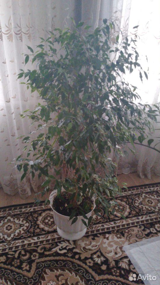 Комнатные растения купить на Зозу.ру - фотография № 7