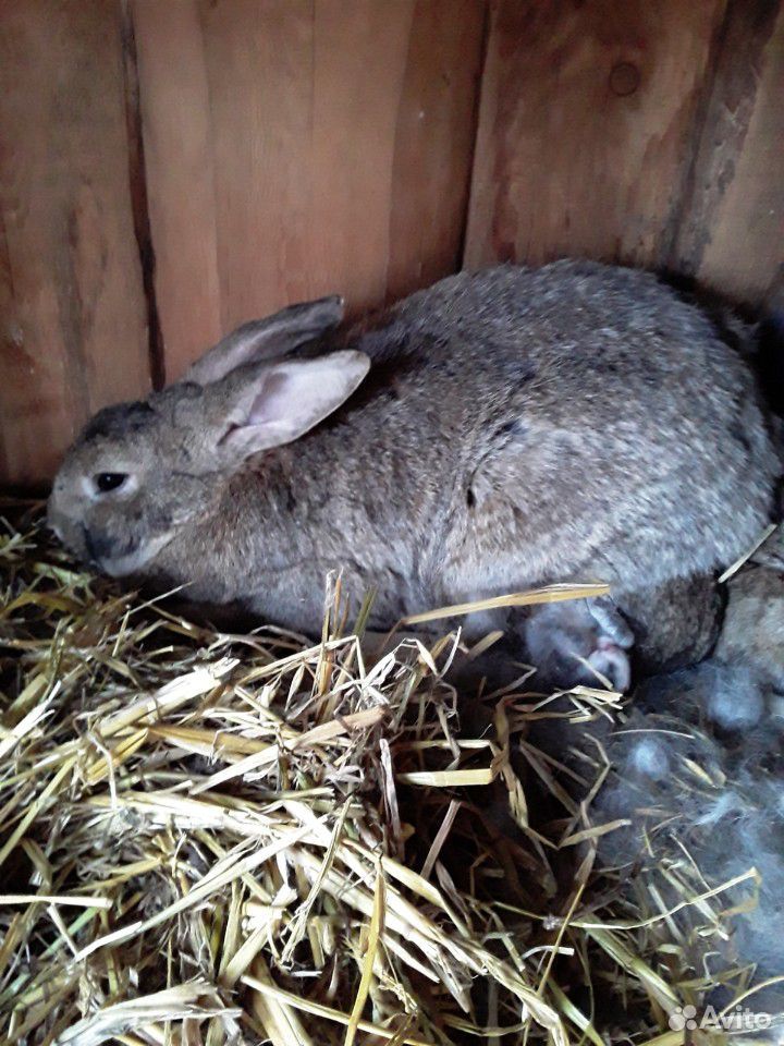 Кролики четырёх месяцев,и самки с малышами в налич купить на Зозу.ру - фотография № 10