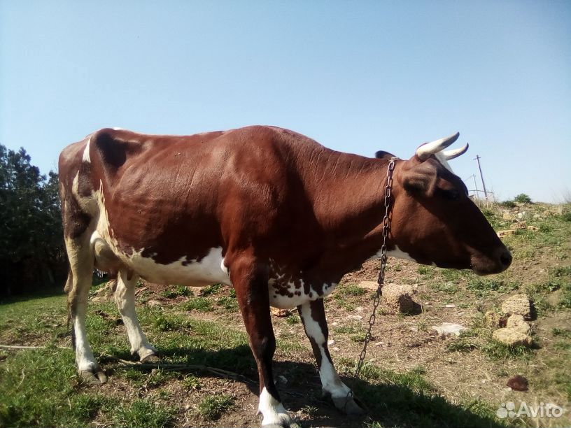 Молочная корова купить на Зозу.ру - фотография № 5