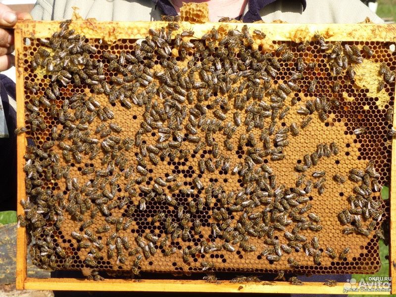 Продаются пчелосемья купить на Зозу.ру - фотография № 1