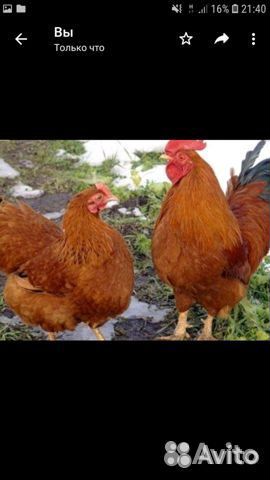 Цыплята редбро - красный бройлер,гусята домашние купить на Зозу.ру - фотография № 1