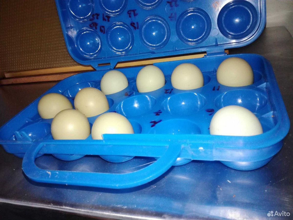 Инкубационное яйцо Фазана купить на Зозу.ру - фотография № 3