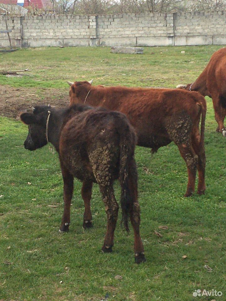 Коровы, бычки, телки купить на Зозу.ру - фотография № 8