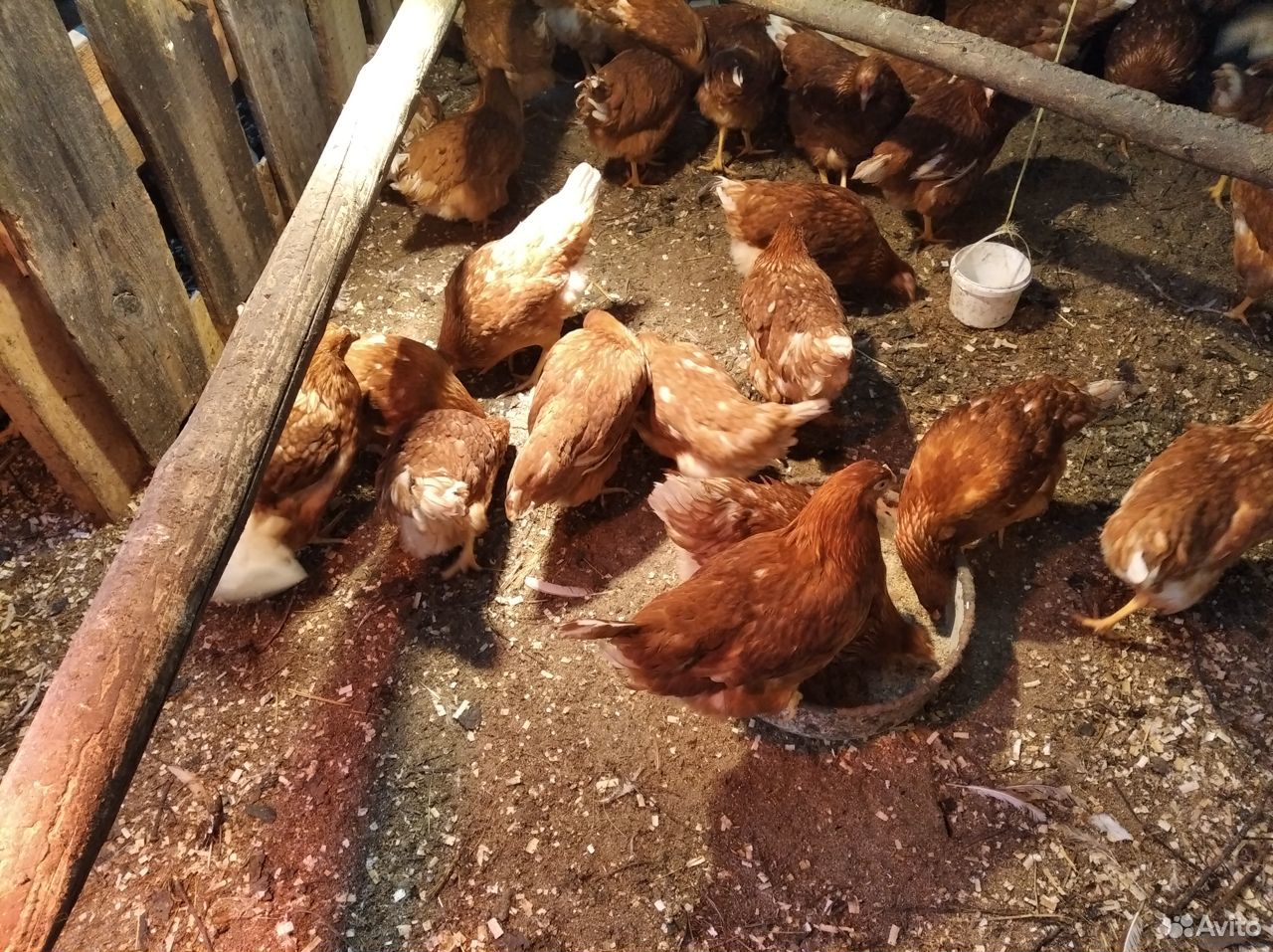 Птица куры несушки,цыплята мясо-яичные купить на Зозу.ру - фотография № 1