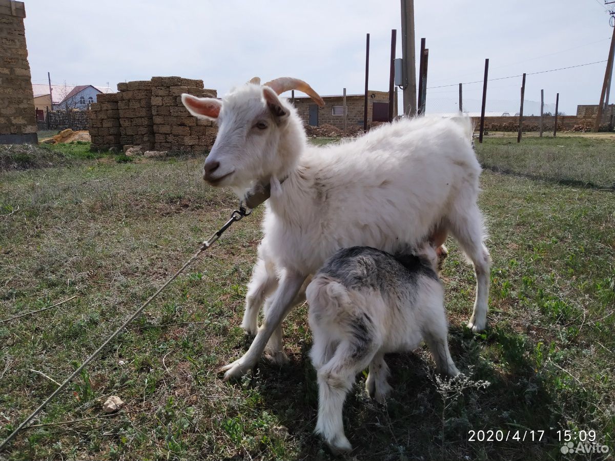 Продам козу с козлятами купить на Зозу.ру - фотография № 1