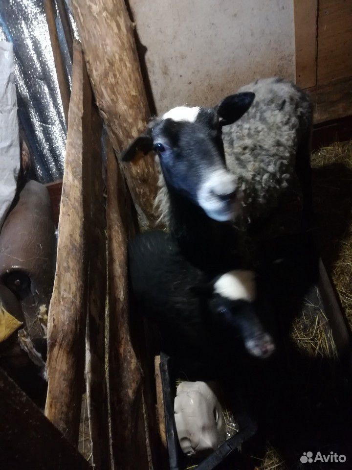 Овца и ягненок купить на Зозу.ру - фотография № 2