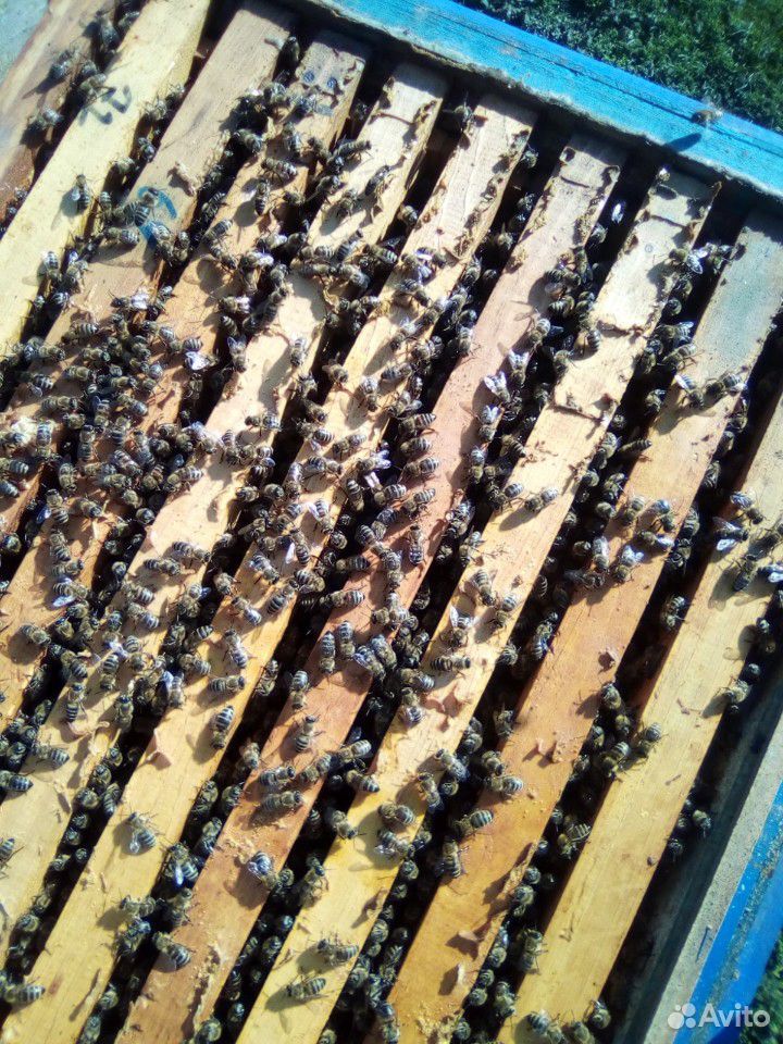 Пчелопакеты купить на Зозу.ру - фотография № 2
