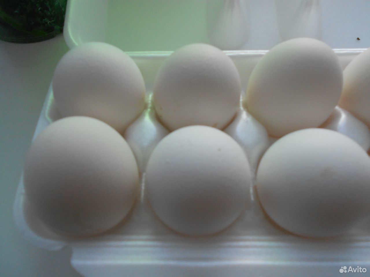 Инкубационное яйцо кур леггорн(яичная порода) купить на Зозу.ру - фотография № 4